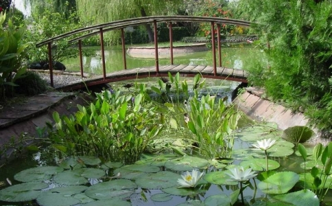 Искусственный пруд на садовом участке: как сделать и декорировать