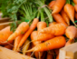 Какие сорта моркови выбрать для выращивания в Украине? 