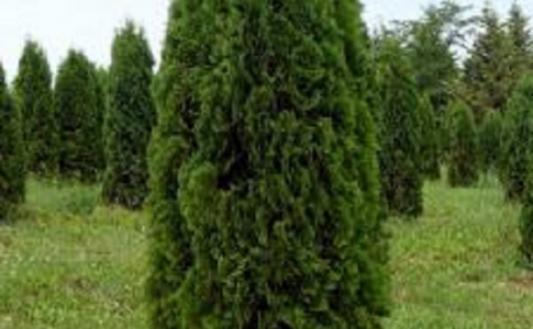 Туя западная Колумна, продажа, купить, качество