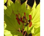 Acer japonicum 'Aureum' Клен японський,вис.40-60см