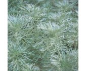 Artemisia schmidtiana 'Nana' Полин Шмідта,P7-P9