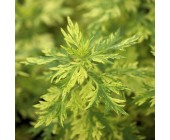 Artemisia vulgaris 'Janlim' Полин звичайний,P7-P9