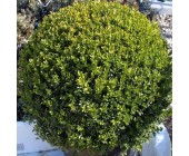 Buxus sempervirens Самшит вічнозелений,P7-P9