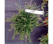 Calluna vulgaris 'Dirry' Верес звичайний,C2-C3