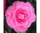 Camellia pink Камелія рожева,C10