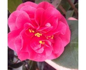Camellia red Камелія червона,C10