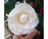 Camellia white Камелія біла,C10